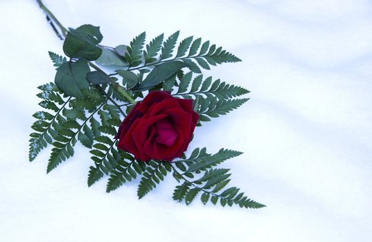 red rose and green leave in winter snow