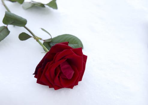 red rose in snow as valentine card