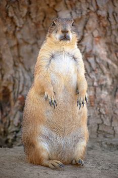 Watchful Prairie Dog with some Overweight