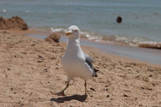 seagull on a sandy beach nice walks