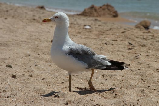 seagull on a sandy beach nice walks