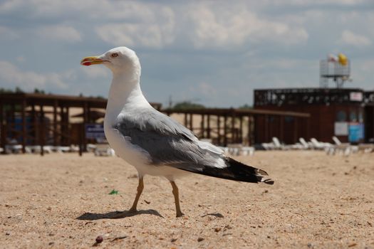 seagull on a sandy beach nice walks