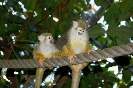 Two common squirrel monkeys sitting on a rope