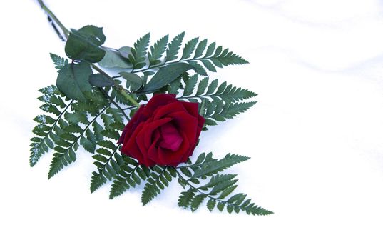 red rose and green leave in winter snow