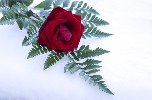 red rose and green leave in winter snow