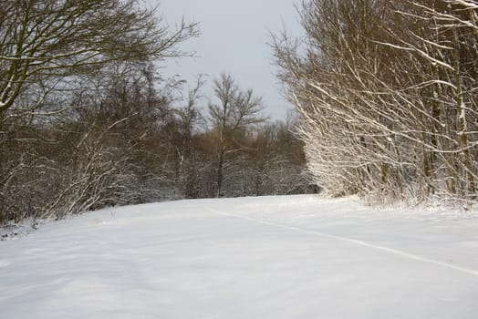 winter landscape with snow on the trees