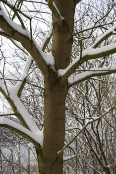 forest in the snow