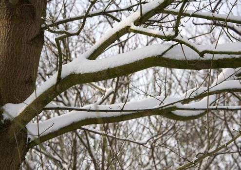 forest in the winter with snow on the tree