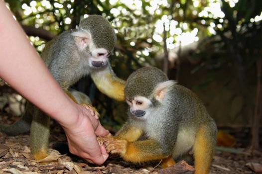 Person feed two sweet common squirrel monkeys.