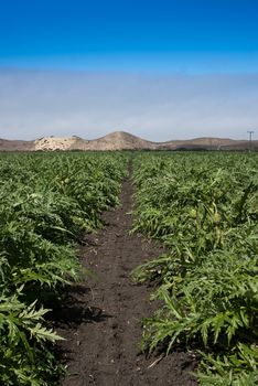 Artichoke crop in foggy California field