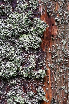 Closeup of green silver moss on old wet wood. Nice background