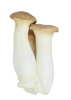 Mushroom names Eringii