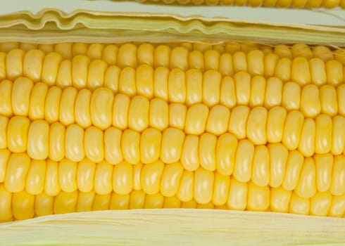 corn cob