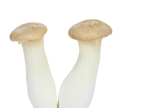 Mushroom names Eringii