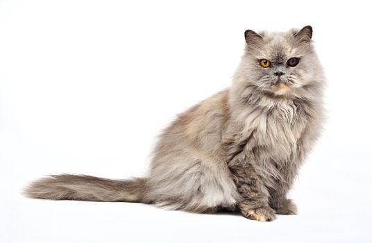 Persian Cat on a white background.