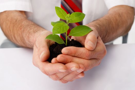 Close-up of a businessman's hands cup a green plant.