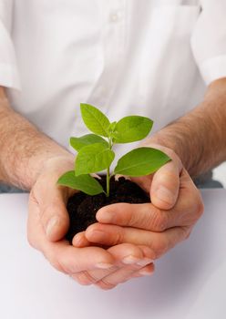 Close-up of a human hands cup a green plant.