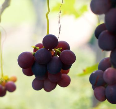 Ripe grapes ready for harvest. Close-up view