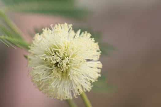Leucaena leucocephala (Lamk.) de Wit flower blossom