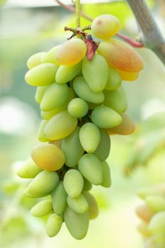 Ripe grapes ready for harvest. Close-up view