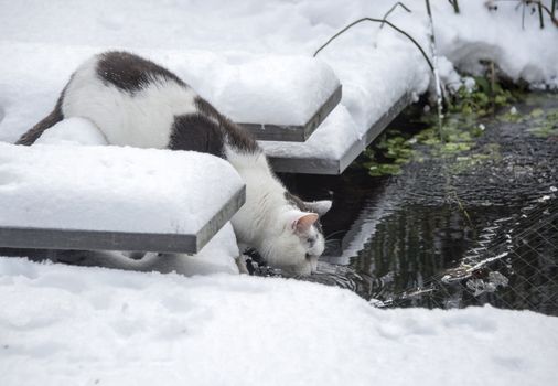 cat in winter garden drinking water