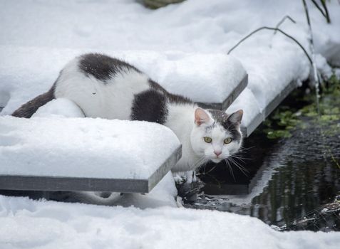 cat in winter garden with snow