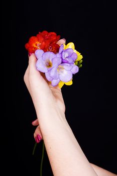 beautiful bouquet of freesia in his hands on a black background