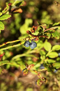 The fruit Forest blueberry  in nature