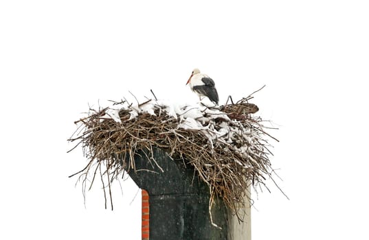 A stork sitting on the nest isolated on a white background
