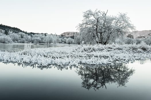 A frosty tree by a lake in Norway