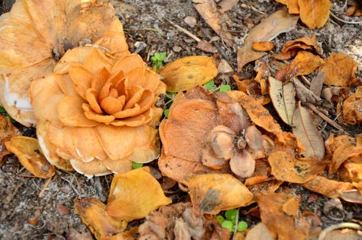 Fallen and withering camelia blooms blend with autumn leaves on the ground