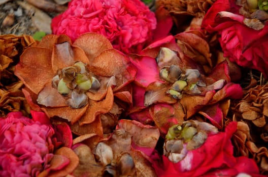 Fall brings hot pink camelia blooms to the ground