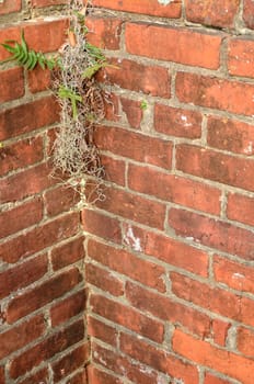 Old brick fence offers growing spot in the corner for Resurrection Fern and Spanish Moss