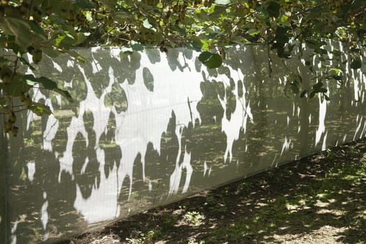 patterns created by kiwifruit vine shadows on white wind-break material.