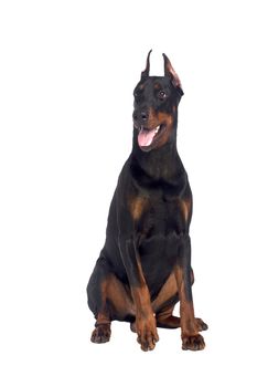 Sitting doberman dog isolated on white