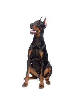 Sitting doberman dog isolated on white