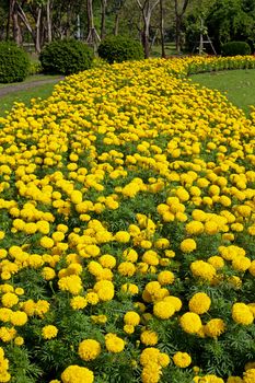 Marigold flower garden