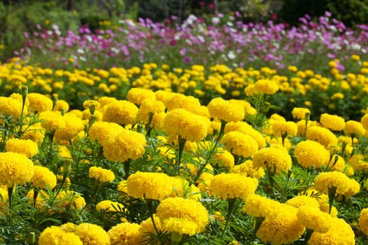 Marigold flower