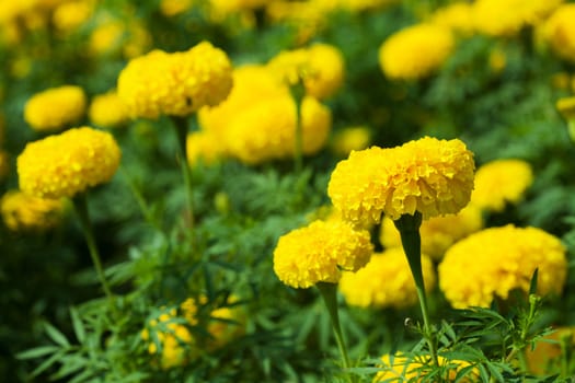 Closeup of Marigold