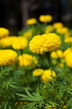 Closeup of Marigold