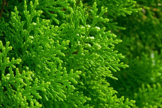 American Arborvitae (cypress tree)