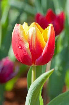 Yellow-red tulips