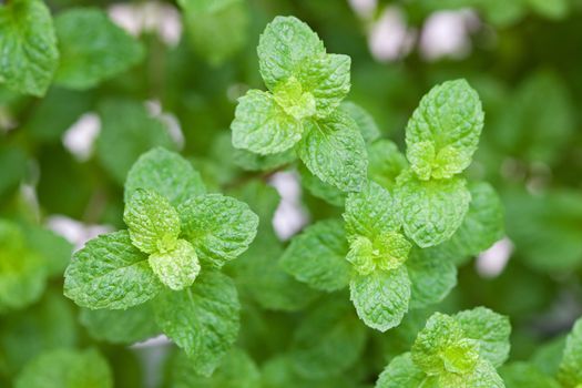 Mint leaves