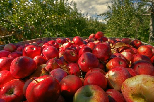 Crate of red apples on a sunny day in apple orchard