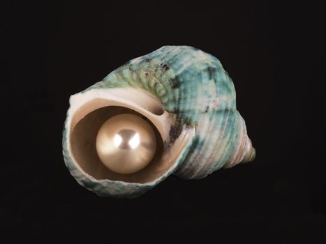 close up of open seashell with pearl on black background with      