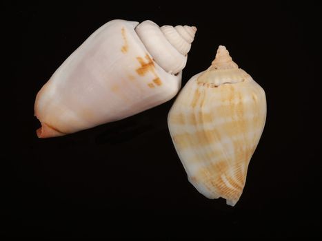 seashell isolated on black background      