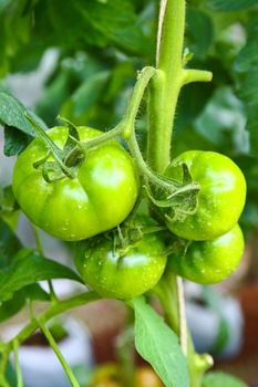 Growing tomatoes in greenhouse