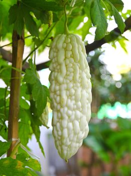 Bitter Melon in farm