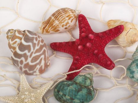 Seashells and starfish caught in a white fishing net for use as an aquatic inference or decorative background.