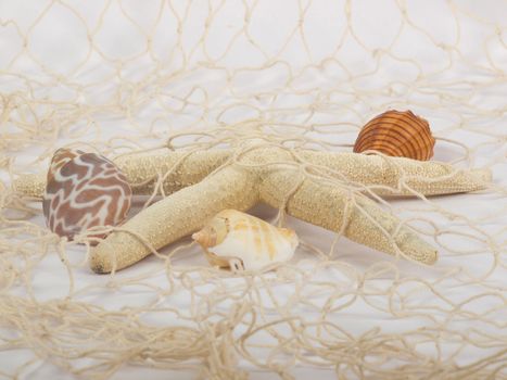 Seashells and starfish caught in a fishing net for use as an aquatic inference or decorative background.